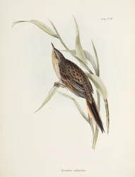 Spinetail, South America