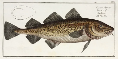 The Cod Fish