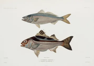 Two types of fish