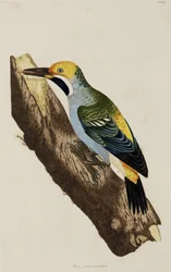 Woodpecker
