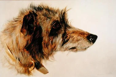 Head of a Dog