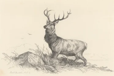 The Sentinel