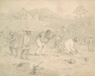 Planting the Sugar Cane, Trinidad