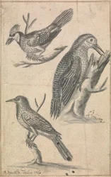 Woodpecker and Two Birds