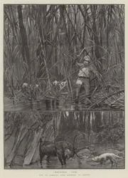 Elk or Sambhur Deer Hunting in Ceylon