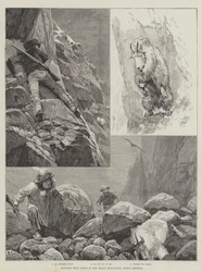 Hunting Wild Goats in the Rocky Mountains, North America