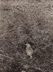 Meadow Pipit