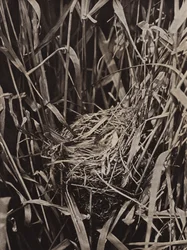Sedge Warbler on nest