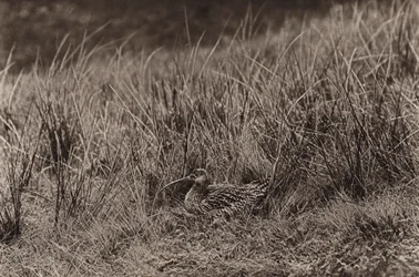 Curlew on nest
