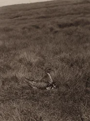 Golden Plover Covering Chicks