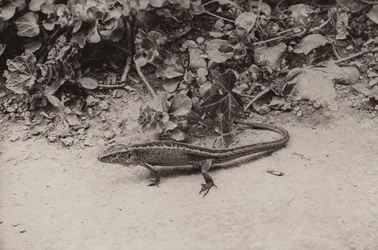 Sand lizard