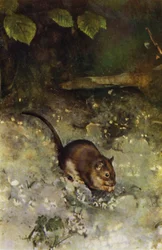 The Brown Rat