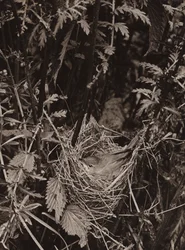 The marsh warbler