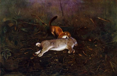 The Stoat