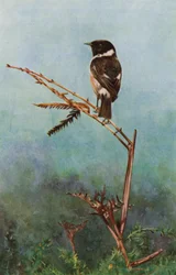 The stonechat