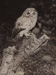 Young brown owl