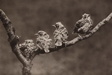 Young missel thrushes
