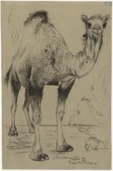 Dromedary, 1894
