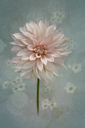 Blush Dahlia Bloom
