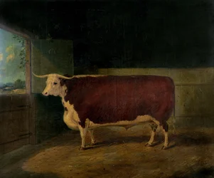 Portrait of a Prize Hereford Steer