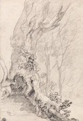 Study of an Old Tree: Trunk and Creeper-Covered Roots
