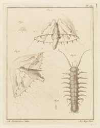 Leptomedusa and a Brackish Water Isopod