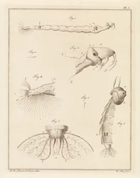 Plume Moth Larva