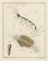 Teringlijdertje and a Bristle Worm