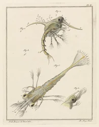Two Developmental Stages of the Shore Crab Larva