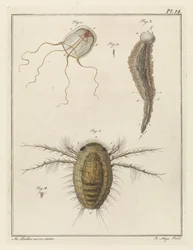 Various Sea Creatures