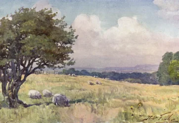 Sunny Field, near Llanberis