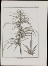 Marine Diagram of Flowers, c.1810