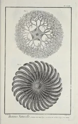 Sea stars, illustration from 