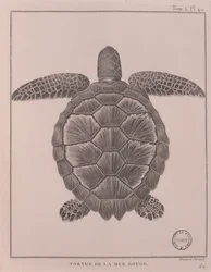 Turtle from the Red Sea