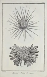 Urchins. Illustration from 