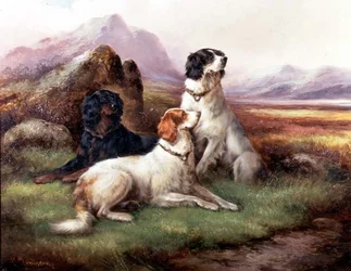Setters in a Highland Landscape