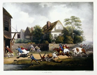 A Mad Bull