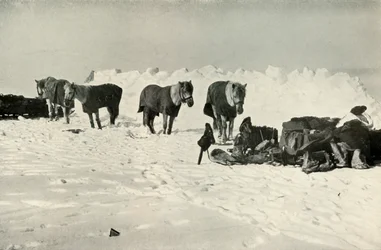 Ponies Behind Their Shelter in Camp on the Barrier