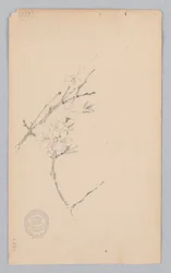 Bough