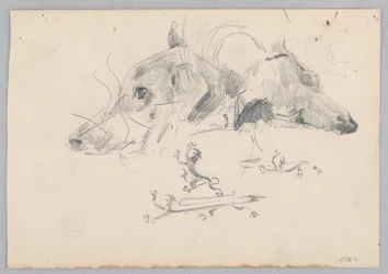 Dog and Lion