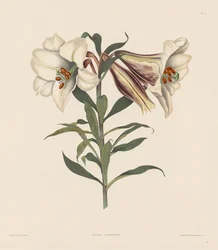 A Selection of Hexandrian Plants, belonging to the natural order of Amaryllidae and Liliacae: Japanese Lily