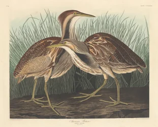 American Bittern