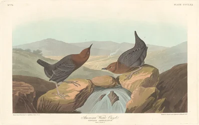 American Water Ouzel
