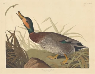 Bemaculated Duck, 1836
