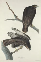 Black Warrior, 1830