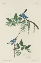 Blue-grey Flycatcher