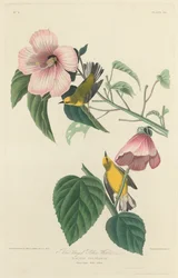 Blue-Winged Yellow Warbler, 1827