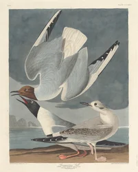 Bonaparte