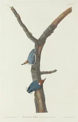 Brown-Headed Nuthatch, 1831