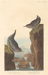 Columbian Water Ouzel and Arctic Water Ouzel